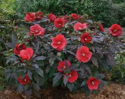 Hibiscus Midnight Marvel Rose Mallow Seeds