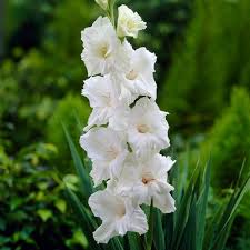 Gladiolus Flower Seeds - White Prosperity