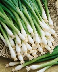 Onion Seeds (Organic) - Tokyo Long White