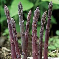 Asparagus Purple Passion Seeds