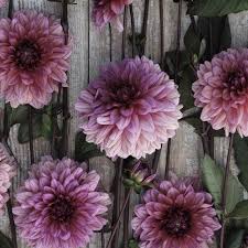 Dahlia Seeds (Decorative) - Molly Raven