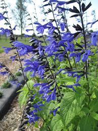 Salvia Blue Brazilian Sage Seeds