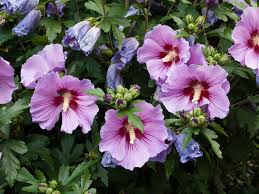 Hibiscus Purple Rose of Sharon Seeds