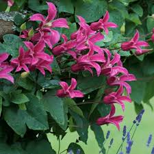 Princess Diana Clematis Seeds