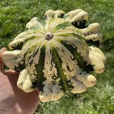 Squash (Summer) Seeds - Scallop Panache Jaune et Vert