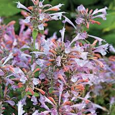 Arizona Sunset Hummingbird Mint Seeds