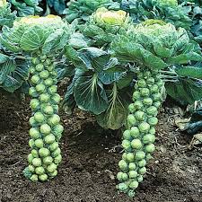 Brussels Sprouts Seeds - Catskill