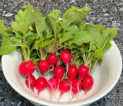 Radish Seeds - Early Scarlet Globe