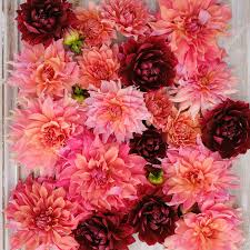 Dahlia Seeds - Antique Blush Mix