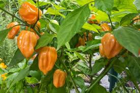 Hot Pepper Seeds (Organic) - Habanero Orange