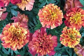 Strawberry Blonde Marigold Seeds