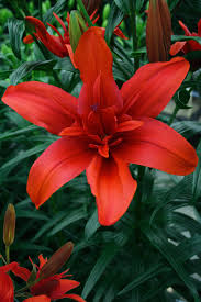 Red Twin Asiatic Lily Seeds