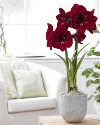 Amaryllis Seeds - Jumbo Royal Velvet