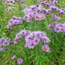 England Aster Seeds