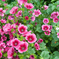 Malope Rose Seeds