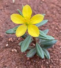 Talinum Caffrum Flower Seeds for Planting - 100