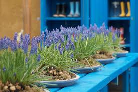 Grape Hyacinth Seeds (Muscari) - Armeniacum