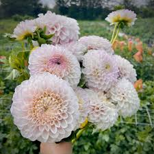 Dahlia Seeds (Ball) - Pink Pearl