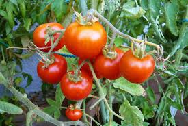 Tomato Seeds - Stupice