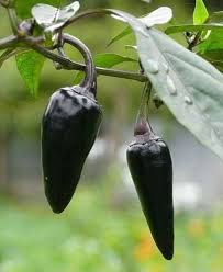 Hot Pepper Seeds - Jalapeno Purple