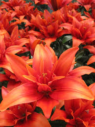 Red Twin Asiatic Lily Seeds