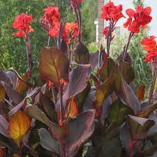 Tropicanna Black Canna Lily Seeds