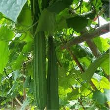 Ridge gourd-Madhuri