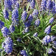 Grape Hyacinth Seeds (Muscari) - Latifolium