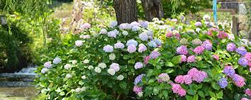 Hydrangea Everlasting Bigleaf Seeds