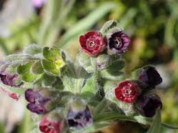 Cynoglossum Dioscoridis Seeds