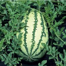 Watermelon Seeds - Klondike Blue Ribbon Striped