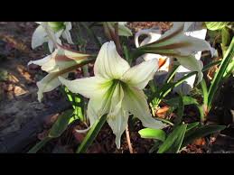 Amaryllis Seeds - Magic Green