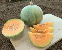 Melon Seeds - Minnesota Midget