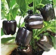 Sweet Pepper Seeds - Merlot F1