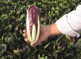 Fiero Organic Radicchio Seed