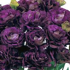 Lisianthus Seeds - Black Pearl