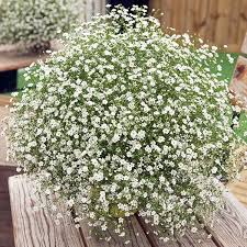 Babys Breath Seeds (Annual)