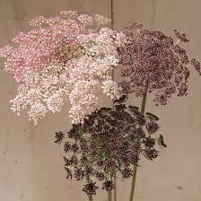 Organic Mixed Dara Anne's Lace Flower Seeds for Planting – Heirloom, Non-GMO