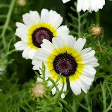 Daisy Seeds (Painted) - Polar Star