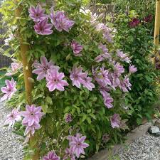 Nelly Moser Clematis Seeds