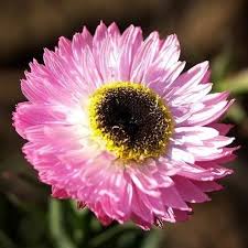 Daisy Seeds (Paper) - Giant Flowered Mix