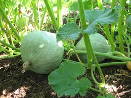 Squash (Winter) Seeds - Hubbard Blue