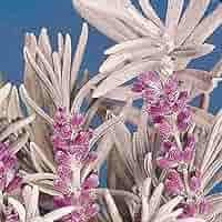 Heirloom Non-GMO English Lavender Lady Herb Seeds – Fragrant Seeds for Planting Dhara Seeds