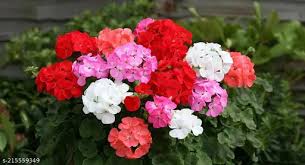 Mix Hybrid Geranium Seeds