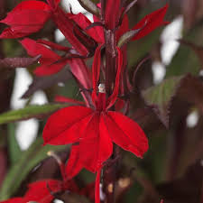 Starship Scarlet Lobelia Seeds