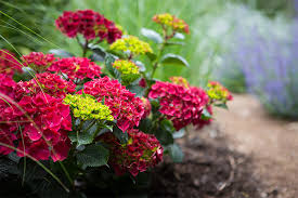 Hydrangea Magical Ruby Red