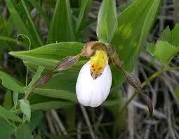 "white-ladys-slipper-orchid-cypripedium-acaule-seeds-for-shade-garden"

