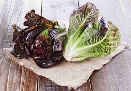 Lettuce Seeds - Red Romaine