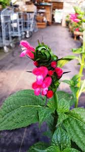 Salvia - Bolivian Hummingbird Sage Seeds