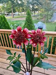 Dahlia Seeds - Strawberry Fields Mix